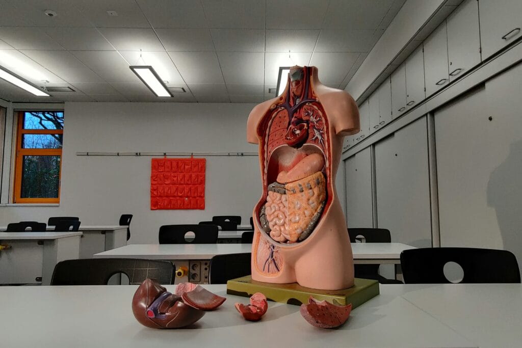 Kto naprawdę decyduje o Twoich narządach po śmierci